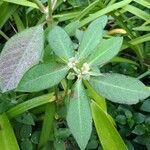 Euphorbia heterophylla leaf picture by Makoto Makoto (cc-by-sa)