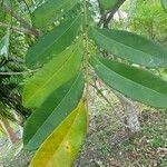 Simarouba amara leaf picture by Dr Scholz (cc-by-sa)