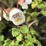 Jovellana violacea flower picture by FUENTES LUIS (cc-by-sa)