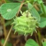 Medicago rigidula fruit picture by bas yves (cc-by-sa)