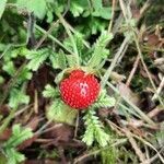 Potentilla indica fruit picture by dos_gardeñas (cc-by-sa)