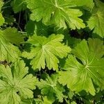 Geranium macrorrhizum leaf picture by Ana Dindareanu (cc-by-sa)