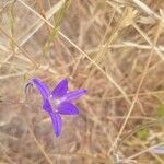 Brodiaea elegans flower picture by Alexx Cain (cc-by-sa)