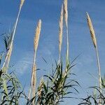 Arundo donax flower picture by Aleix Diz (cc-by-sa)