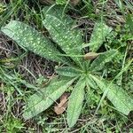 Echium asperrimum leaf picture by Marc Horisberger (cc-by-sa)