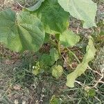 Paulownia tomentosa leaf picture by Bovina Bovna (cc-by-sa)