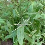 Epilobium roseum leaf picture by blooms astraea’s (cc-by-sa)