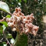 Rhus integrifolia fruit picture by Shmalex Alex (cc-by-sa)