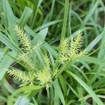 Cyperus meyenianus flower picture by Trap Hers (cc-by-sa)