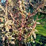 Amaranthus blitoides fruit picture by Pascal DUPUIS (cc-by-sa)