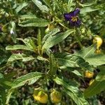 Solanum laciniatum fruit picture by Q P (cc-by-sa)