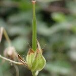 Geranium columbinum fruit picture by Sylvain Piry (cc-by-sa)