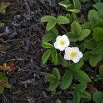 Fragaria viridis habit picture by Luk Gad (cc-by-sa)