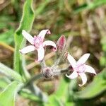 Oxypetalum solanoides flower picture by Trap Hers (cc-by-sa)