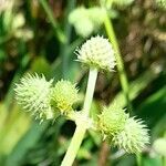 Eryngium elegans flower picture by Trap Hers (cc-by-sa)