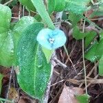 Commelina bracteosa habit picture by Maarten Vanhove (cc-by-sa)