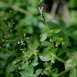 Galium mollugo habit picture by John Walsh (cc-by-sa)