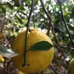 Citrus x aurantium fruit picture by Silveira Paim Maria Salete (cc-by-sa)