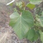 Jatropha curcas leaf picture by Rajendra Rajendra Choure (cc-by-sa)