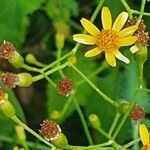 Senecio deltoideus flower picture by susan brown (cc-by-sa)