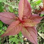 Celosia argentea leaf picture by Kathy Kathy Melton (cc-by-sa)