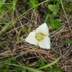 Calochortus apiculatus flower picture by kate halsey (cc-by-sa)