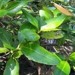 Avicennia bicolor leaf picture by Daniel Barthelemy (cc-by-sa)