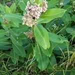 Asclepias variegata leaf picture by Mike Mike (cc-by-sa)