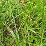 Carex hirta habit picture by Pietro Brignoli (cc-by-sa)