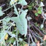 Rumex thyrsoides leaf picture by marc le vagueresse (cc-by-sa)