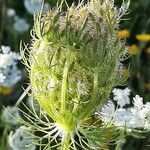 Daucus muricatus fruit picture by Monteiro Henrique (cc-by-sa)