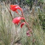 Gladiolus watsonioides flower picture by susan brown (cc-by-sa)