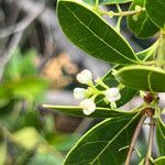 Osmanthus austrocaledonicus flower picture by nicoplant (cc-by-sa)