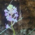 Cynorkis ridleyi flower picture by Matthieu Libeer (cc-by-sa)