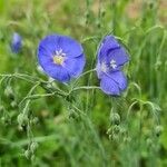 Linum perenne habit picture by agathaha (cc-by-sa)