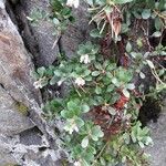 Arctostaphylos uva-ursi habit picture by octopodia (cc-by-sa)