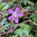 Geranium reuteri flower picture by Sastre Oriol (cc-by-sa)