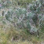 Opuntia megapotamica habit picture by Muzzachiodi Norberto (cc-by-sa)