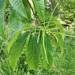 Castanea crenata leaf picture by Fargas Jose Fargas (cc-by-sa)