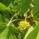 Liquidambar orientalis fruit picture by Sinan Avcı (cc-by-sa)