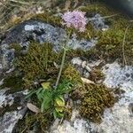 Valeriana tuberosa habit picture by Denis Bastianelli (cc-by-sa)