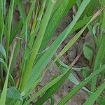 Bromus tectorum leaf picture by M. Hedayat (cc-by-sa)