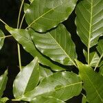 Handroanthus guayacan leaf picture by Nelson Zamora Villalobos (cc-by-nc)