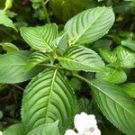 Impatiens flaccida leaf picture by Jean Pierre Pons (cc-by-sa)