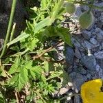 Papaver alpinum leaf picture by Estaun Esperanza (cc-by-sa)