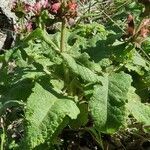 Salvia spathacea leaf picture by Monika Kopp (cc-by-sa)