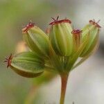 Bupleurum falcatum fruit picture by Yoan MARTIN (cc-by-sa)