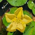 Nymphoides peltata flower picture by Martínez Eduardo (cc-by-sa)