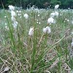 Eriophorum angustifolium leaf picture by Jean-Marc Laurent (cc-by-sa)