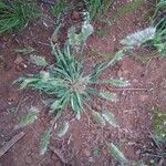 Lamarckia aurea habit picture by Huszti Jozsef (cc-by-sa)